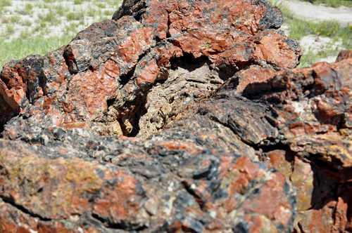 a piece of of heavily mineralized petrified wood on the Giant Logs Trail